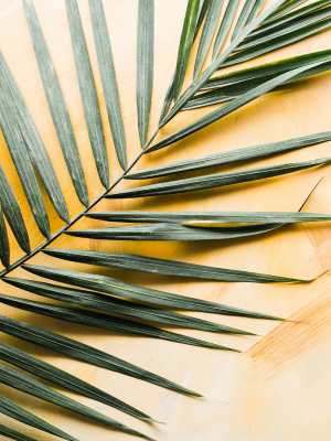 palm frond